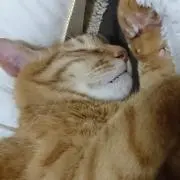 ニャンニョロ