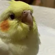 かかとの画像