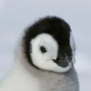 ✴出品中✴ペンギンの画像