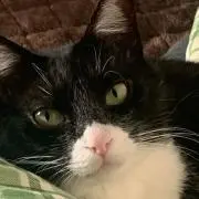くー
