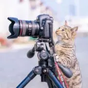 仲介者