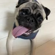 ぎん子ちゃんの画像