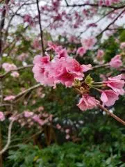 サクラ