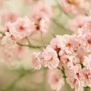 ayaの画像