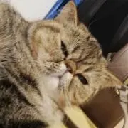 ブタゴリラSALE中♡の画像