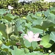 ひさの画像