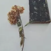 きんぎょ＊*