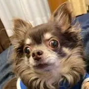 かわっちーの画像