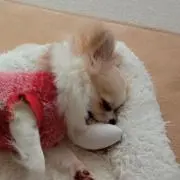 はるの画像
