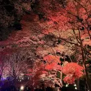 コナユキの画像