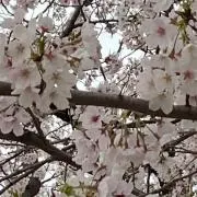☆4兄妹mama☆の画像