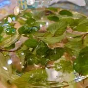 ハチワレ好き(プロフ必読)の画像
