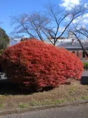 sakiの画像