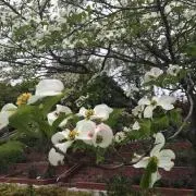 ゆの画像