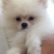 A♔