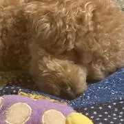 しゅすけの画像