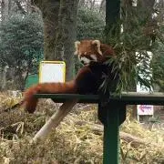 ぴよすけの画像