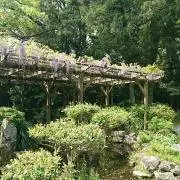 フジさんの画像