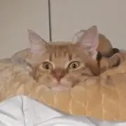 Eriの画像