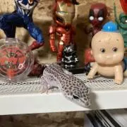 てぃらみふ