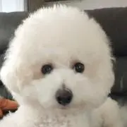 わふうの画像