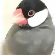 チルチルミチルの画像