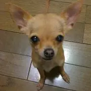 ばる