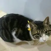 にゃんころの画像