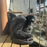 チンパさんの画像
