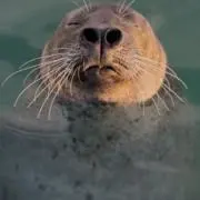 たろの画像