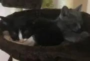 テクモンの画像