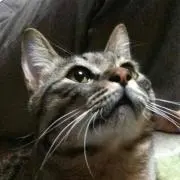 カオルーン