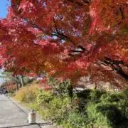 サクラ