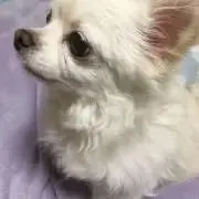 goochoco7