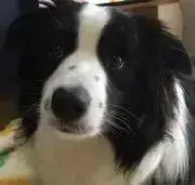 さくらの画像