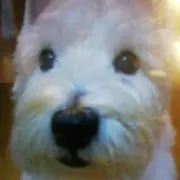 パピィのママの画像