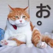 SBBL＊プロフィ必読＊の画像