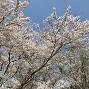 櫻 満開