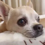 リー