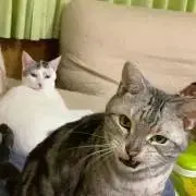 てるかみの画像