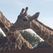 アンジュの画像