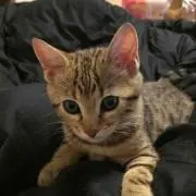 葱