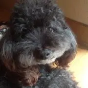 かくゆー