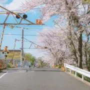 ヤマモト
