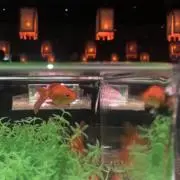 redamurの画像