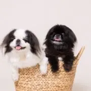 クリケンの画像