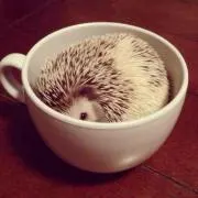ハリネズミ