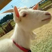 めぇー☆