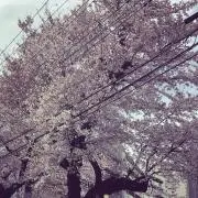 washi