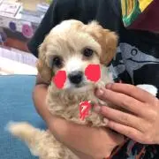 ななたん